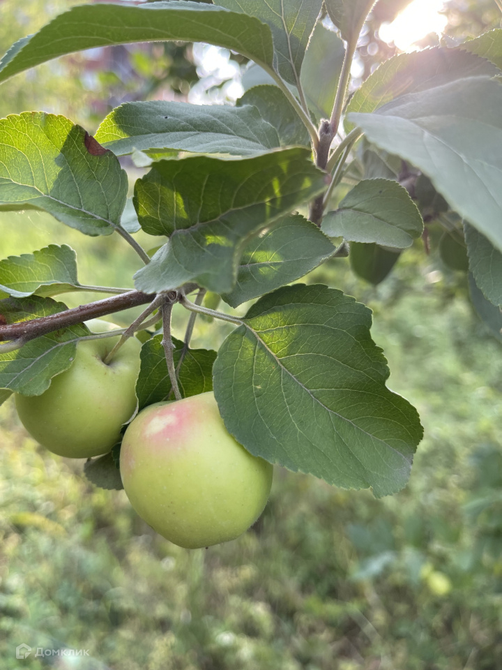 Купить Сад На Монзино Нижний Тагил