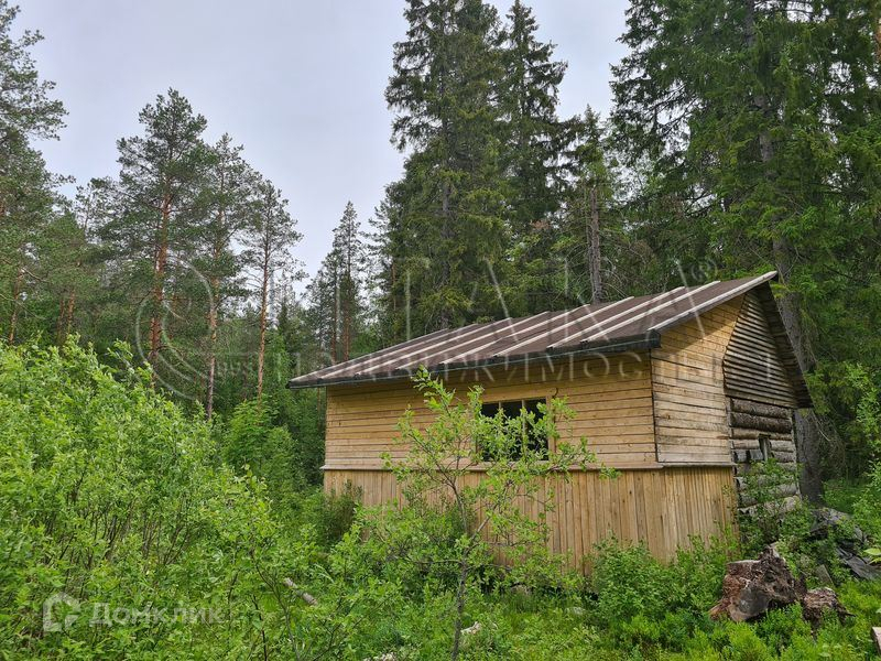 Шелковица в ленинградской области фото