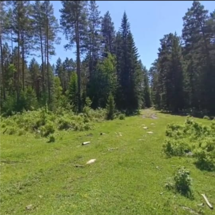 Чага село кебезень. Кебезень Республика Алтай. База Кебезень.