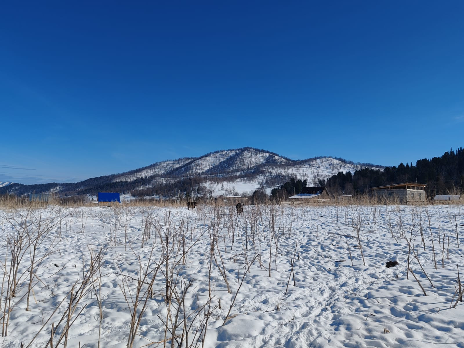 Купить Дом В Бешпельтир Чемальский Район