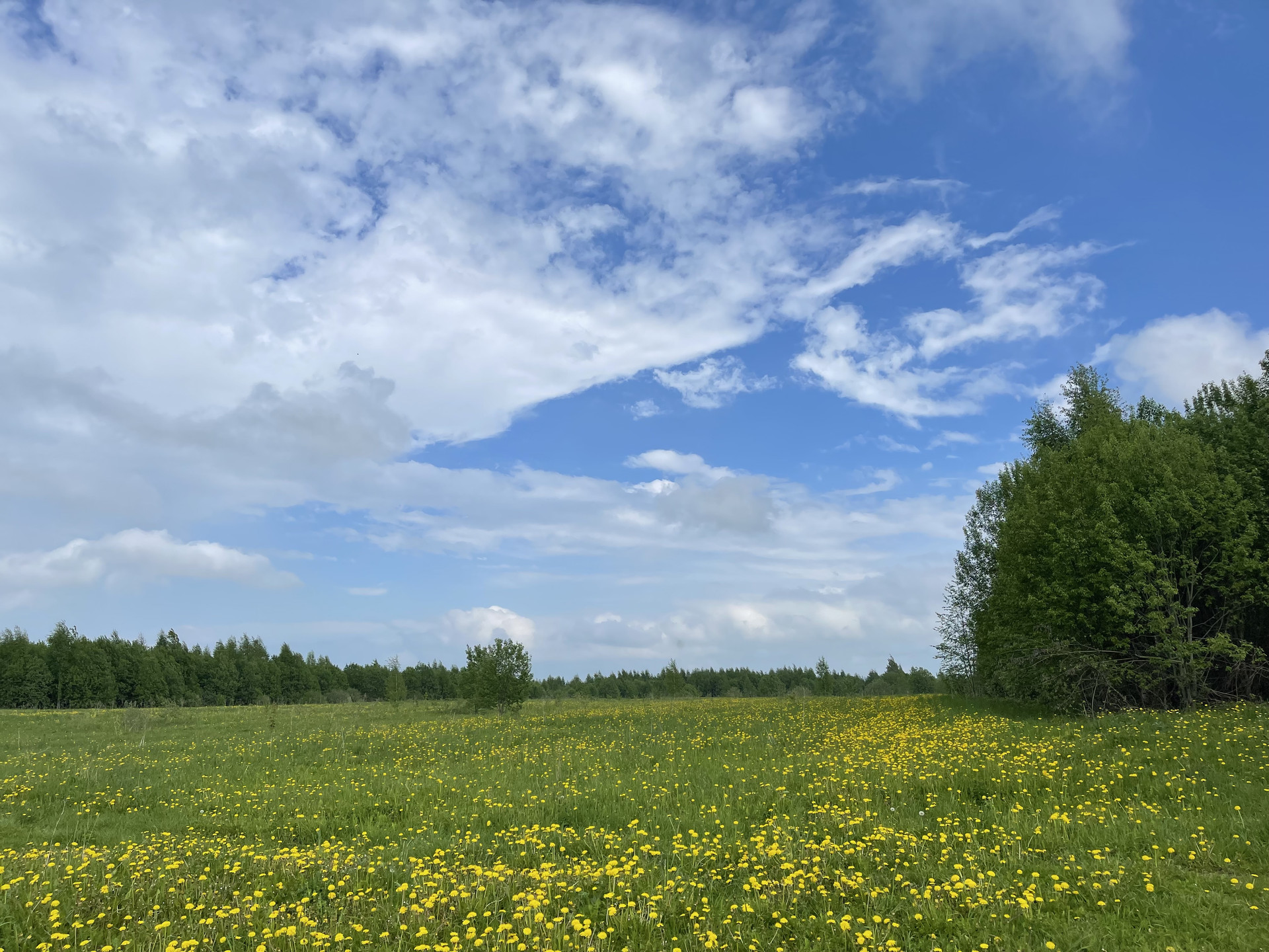 Купить участок, 8 сот., ИЖС по адресу Московская область, городской округ  Шаховская, деревня Гаврино, Олимпийская улица за 1 500 000 руб. в Домклик —  поиск, проверка, безопасная сделка с жильем в офисе Сбербанка.