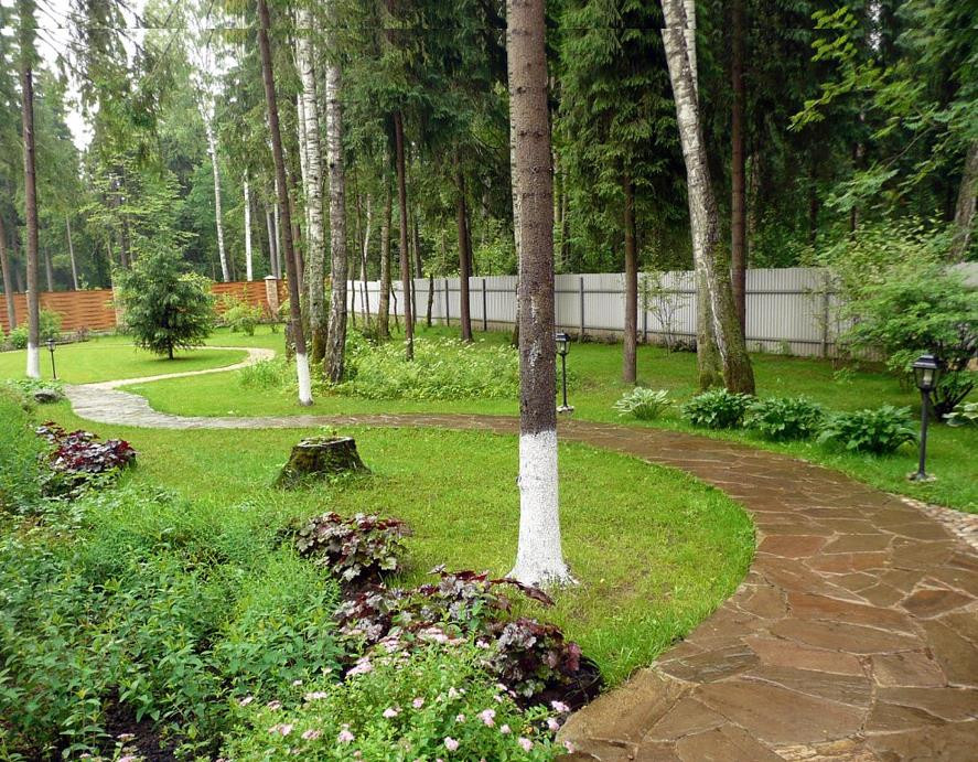 Лесной участок что это. Сад на участке с соснами. Лесной участок что это. Лесной участок что это. Дизайн лесного участка.