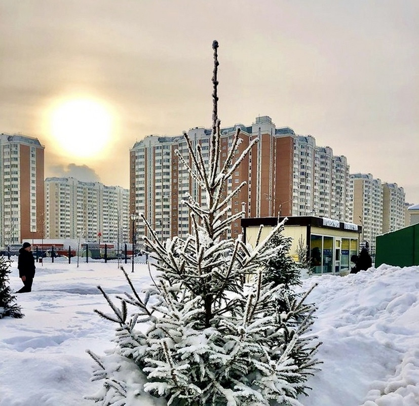 Растения некрасовки. Елка в Некрасовке Москва. Некрасовка зима. Некрасовка зимой. Район Некрасовка.