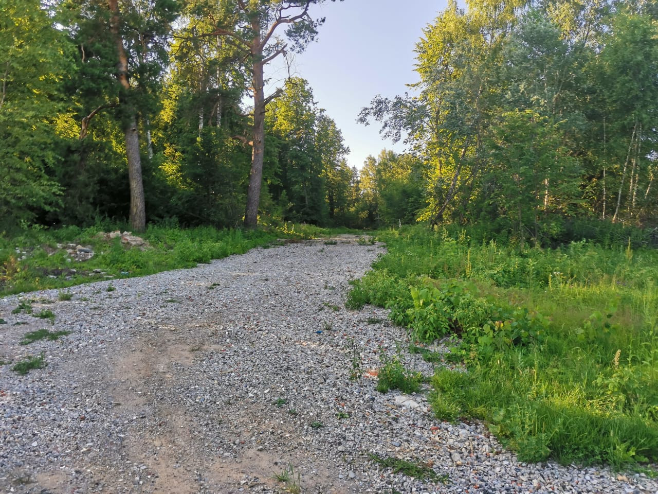 Дорога в лесу Шевелкино