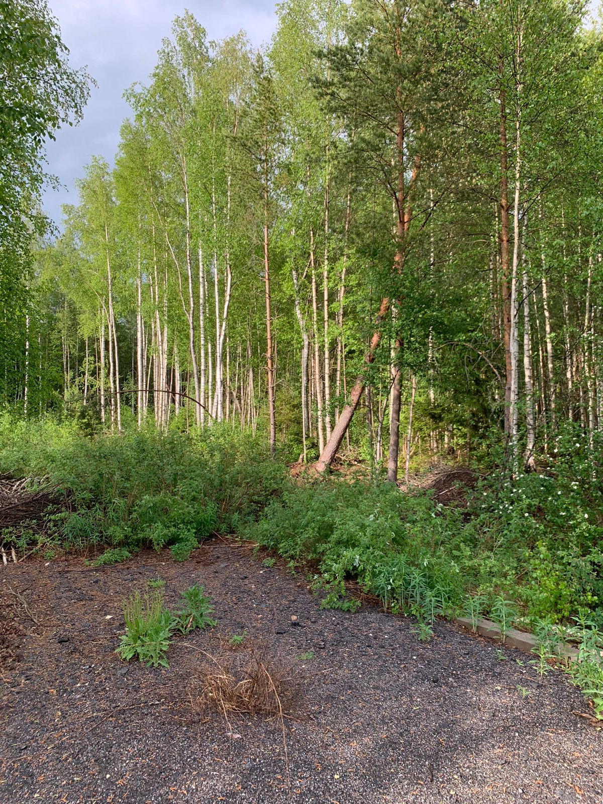 Купить участок, 10 сот., Садовый по адресу Ленинградская область,  Волховский район, Кисельнинское сельское поселение, садоводческий массив  Пупышево, садоводческое некоммерческое товарищество Север, 18-я линия, 515  за 150 000 руб. в Домклик — поиск,