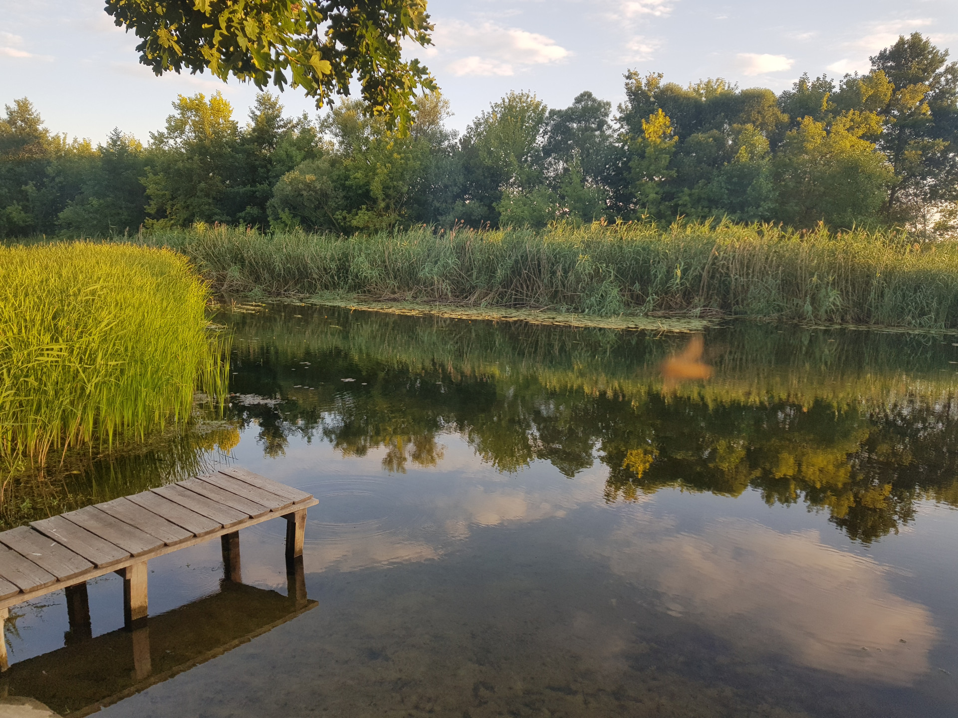 Купить дом, 50 м² по адресу Воронежская область, Грибановский район, село  Новогольское за 350 000 руб. в Домклик — поиск, проверка, безопасная сделка  с жильем в офисе Сбербанка.